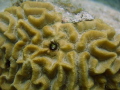   am quite sure what kind goby is... If you could comment tell me would greatly appreciate Taken GrosIslet StBarths 14th July 2015 Olympus C60 Zoom its PT024 housing. is Gros-Islet Gros Islet (St-Barth's), (StBarth's), (St Barth's), C-60 60 PT-024 PT 024 housing  